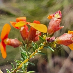 Dillwynia phylicoides at Gundaroo, NSW - 17 Oct 2022