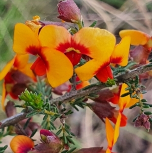 Dillwynia phylicoides at Gundaroo, NSW - 17 Oct 2022