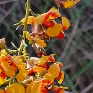 Dillwynia phylicoides at Gundaroo, NSW - 17 Oct 2022