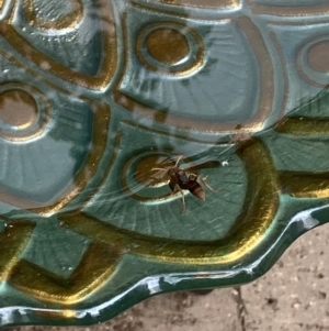 Polistes (Polistella) humilis at Theodore, ACT - 20 Oct 2022