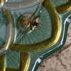 Polistes (Polistella) humilis at Theodore, ACT - 20 Oct 2022