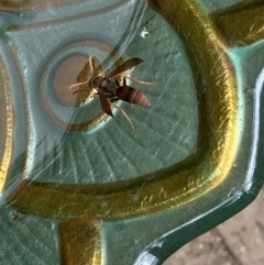 Polistes (Polistella) humilis at Theodore, ACT - 20 Oct 2022