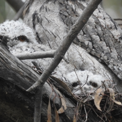 Podargus strigoides (Tawny Frogmouth) at Mount Taylor - 20 Oct 2022 by HelenCross