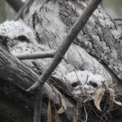 Podargus strigoides (Tawny Frogmouth) at Kambah, ACT - 20 Oct 2022 by HelenCross