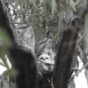 Podargus strigoides at Kambah, ACT - 20 Oct 2022 01:02 PM