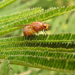 Lauxaniidae (family) (Unidentified lauxaniid fly) at Acton, ACT - 19 Oct 2022 by HelenCross