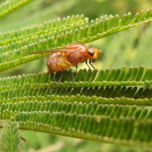 Lauxaniidae (family) at Acton, ACT - 19 Oct 2022