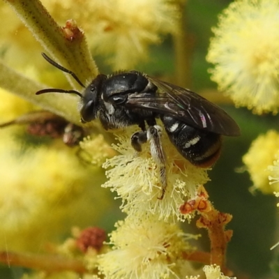 Lipotriches (Austronomia) ferricauda (Halictid bee) at ANBG - 19 Oct 2022 by HelenCross