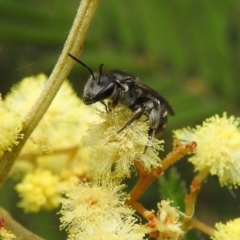 Lipotriches (Austronomia) ferricauda at Acton, ACT - 19 Oct 2022