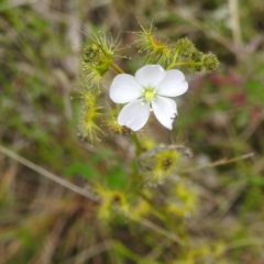 Drosera gunniana (Pale Sundew) at Mount Taylor - 20 Oct 2022 by HelenCross