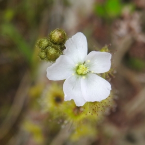 Drosera gunniana at Kambah, ACT - 20 Oct 2022 12:43 PM