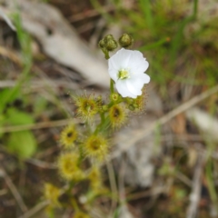 Drosera gunniana at Kambah, ACT - 20 Oct 2022