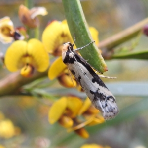 Philobota lysizona at Kambah, ACT - 20 Oct 2022