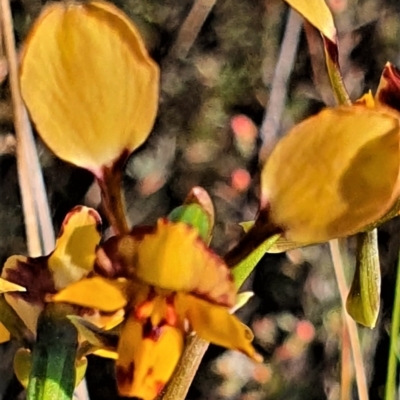 Diuris pardina (Leopard Doubletail) at Gundaroo, NSW - 17 Oct 2022 by Gunyijan