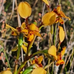 Diuris pardina at Gundaroo, NSW - suppressed