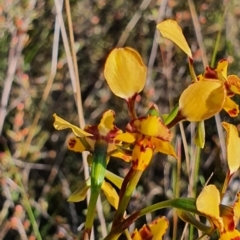 Diuris pardina at Gundaroo, NSW - suppressed