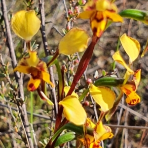 Diuris pardina at Gundaroo, NSW - suppressed