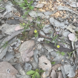 Trifolium campestre at Aranda, ACT - 20 Oct 2022