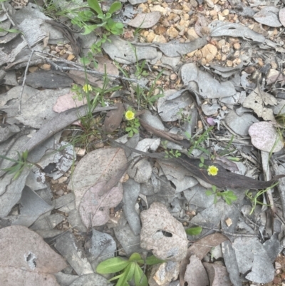 Trifolium campestre (Hop Clover) at Point 73 - 20 Oct 2022 by lbradley
