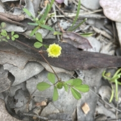 Trifolium campestre at Aranda, ACT - 20 Oct 2022 02:49 PM