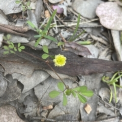 Trifolium campestre at Aranda, ACT - 20 Oct 2022 02:49 PM