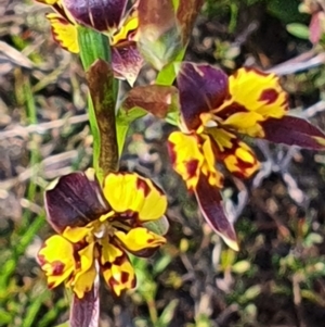 Diuris sp. at Gundaroo, NSW - suppressed