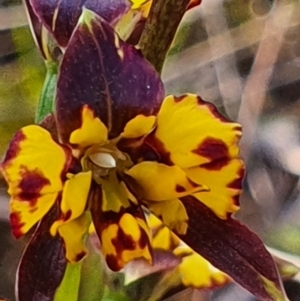 Diuris sp. at Gundaroo, NSW - suppressed