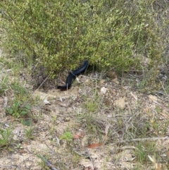 Pseudechis porphyriacus (Red-bellied Black Snake) at Cotter River, ACT - 19 Oct 2022 by tjwells