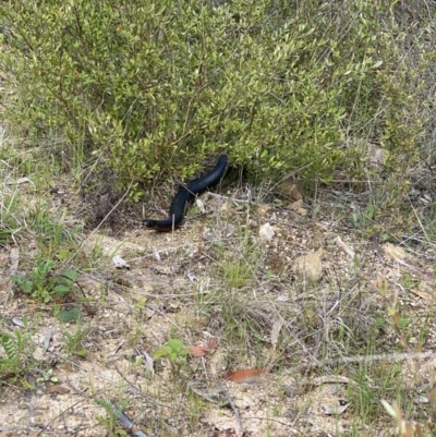 Pseudechis porphyriacus (Red-bellied Black Snake) at Lower Cotter Catchment - 19 Oct 2022 by tjwells