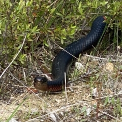 Pseudechis porphyriacus at Cotter River, ACT - 20 Oct 2022 10:10 AM