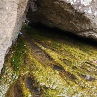 Limnodynastes dumerilii (Eastern Banjo Frog) at Greenway, ACT - 20 Oct 2022 by NathanaelC