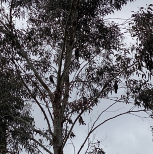 Callocephalon fimbriatum at Cotter River, ACT - 20 Oct 2022