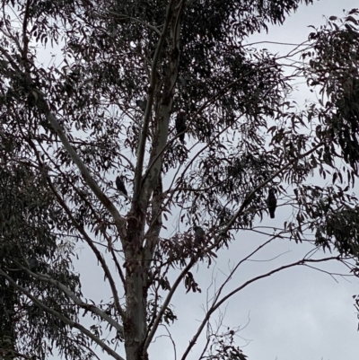 Callocephalon fimbriatum (Gang-gang Cockatoo) at Lower Cotter Catchment - 19 Oct 2022 by tjwells