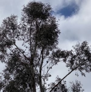 Callocephalon fimbriatum at Cotter River, ACT - suppressed