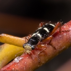 Lemidia nitens (A clerid beetle) at Bruce, ACT - 19 Oct 2022 by Roger