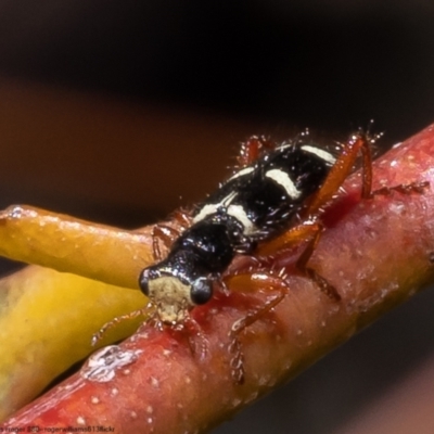 Lemidia nitens (A clerid beetle) at Black Mountain - 18 Oct 2022 by Roger