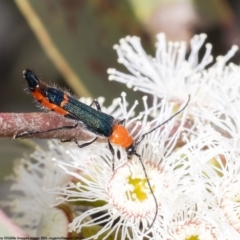 Melyridae (family) (Soft-winged flower beetle) at Black Mountain - 19 Oct 2022 by Roger