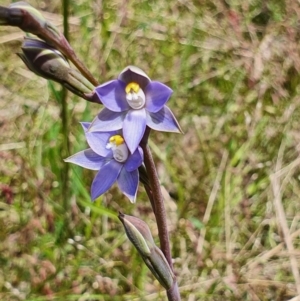 Thelymitra sp. (pauciflora complex) at Gundaroo, NSW - suppressed