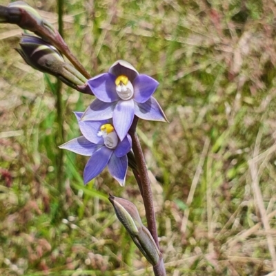 Thelymitra sp. (pauciflora complex) (Sun Orchid) at Gundaroo, NSW - 19 Oct 2022 by Gunyijan