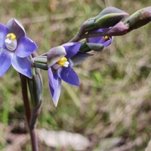 Thelymitra sp. (pauciflora complex) at Gundaroo, NSW - suppressed