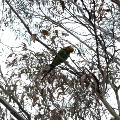 Polytelis swainsonii (Superb Parrot) at Gungahlin, ACT - 20 Oct 2022 by TrishGungahlin