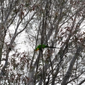 Polytelis swainsonii at Gungahlin, ACT - suppressed