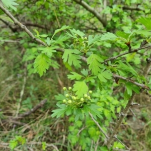 Crataegus monogyna at Isaacs, ACT - 20 Oct 2022