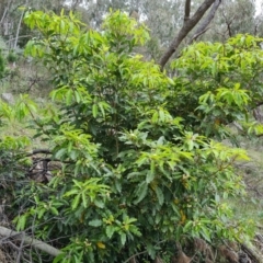 Pittosporum undulatum (Sweet Pittosporum) at Isaacs, ACT - 20 Oct 2022 by Mike