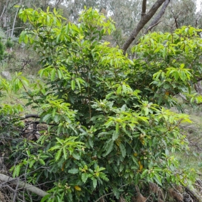 Pittosporum undulatum (Sweet Pittosporum) at Isaacs Ridge and Nearby - 20 Oct 2022 by Mike