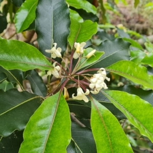 Pittosporum undulatum at Isaacs, ACT - 20 Oct 2022