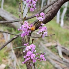 Glycine clandestina (Twining Glycine) at Isaacs, ACT - 20 Oct 2022 by Mike