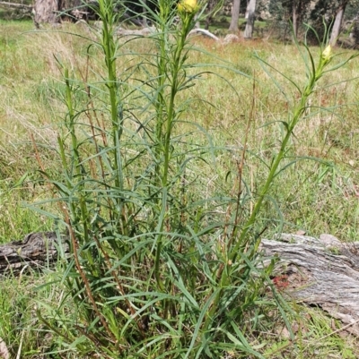 Xerochrysum viscosum (Sticky Everlasting) at Gundaroo, NSW - 19 Oct 2022 by Gunyijan