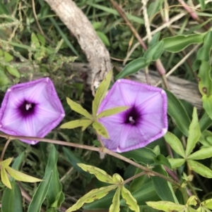 Ipomoea cairica at Lilli Pilli, NSW - 18 Oct 2022
