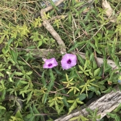 Ipomoea cairica at Lilli Pilli, NSW - 18 Oct 2022